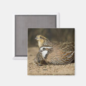 Northern Bobwhite quail babies at gewicht for drin Magneet (Voorkant / Achterkant)