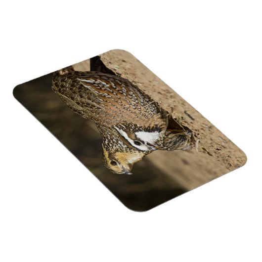 Northern Bobwhite quail babies at gewicht for drin Magneet (Rechterzijde)