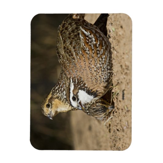 Northern Bobwhite quail babies at gewicht for drin Magneet (Verticaal)