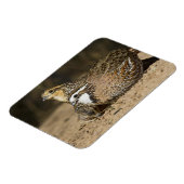 Northern Bobwhite quail babies at gewicht for drin Magneet (Linkerzijde)