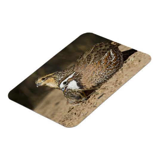 Northern Bobwhite quail babies at gewicht for drin Magneet (Linkerzijde)