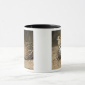 Northern Bobwhite quail babies at gewicht for drin Mok (Midden)