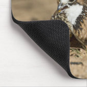 Northern Bobwhite quail babies at gewicht for drin Muismat (Hoek)