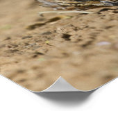 Northern Bobwhite quail babies at gewicht for drin Poster (Hoek)