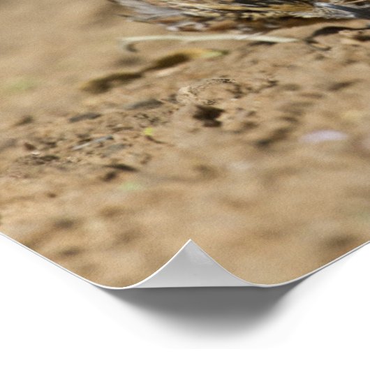 Northern Bobwhite quail babies at gewicht for drin Poster (Hoek)