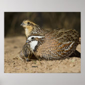 Northern Bobwhite quail babies at gewicht for drin Poster (Voorkant)