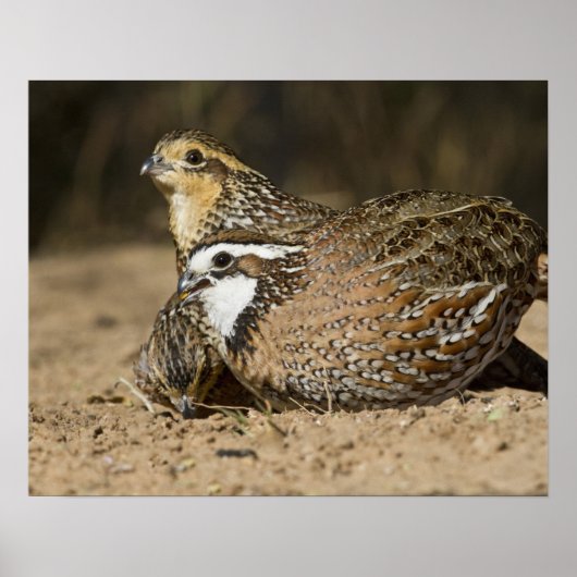 Northern Bobwhite quail babies at gewicht for drin Poster (Voorkant)