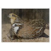 Northern Bobwhite quail babies at gewicht for drin Snijplank (Voorkant)