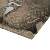 Northern Bobwhite quail babies at gewicht for drin Snijplank (Hoek)