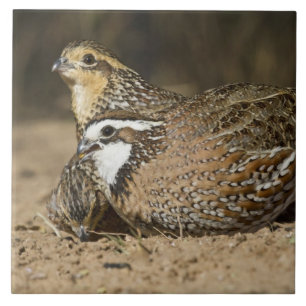 Northern Bobwhite quail babies at gewicht for drin Tegeltje