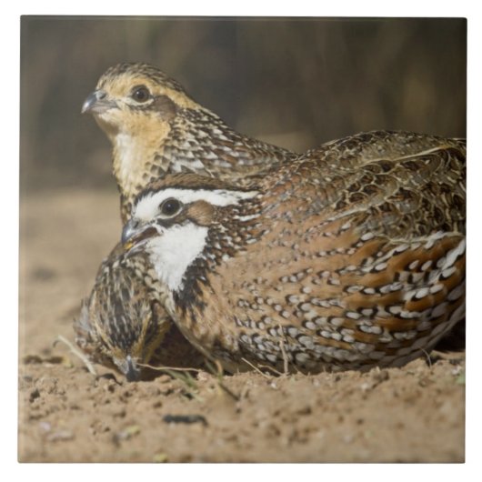Northern Bobwhite quail babies at gewicht for drin Tegeltje (Voorkant)