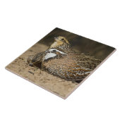 Northern Bobwhite quail babies at gewicht for drin Tegeltje (Zijkant)