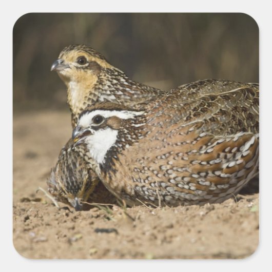 Northern Bobwhite quail babies at gewicht for drin Vierkante Sticker (Voorkant)