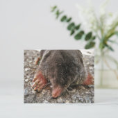 Northern Broadfoot Mole Briefkaart (Staand voorkant)