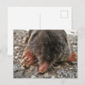 Northern Broadfoot Mole Briefkaart (Voorkant / Achterkant)