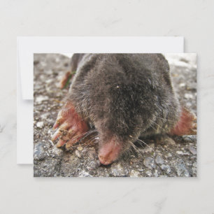 Northern Broadfoot Mole Briefkaart