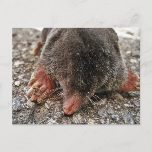 Northern Broadfoot Mole Briefkaart (Voorkant)