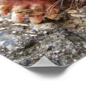 Northern Broadfoot Mole Poster (Hoek)