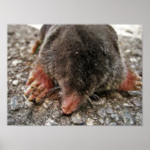 Northern Broadfoot Mole Poster (Voorkant)