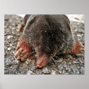 Northern Broadfoot Mole Poster