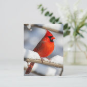 Northern Cardinal Briefkaart (Staand voorkant)