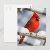 Northern Cardinal Briefkaart (Voorkant / Achterkant)