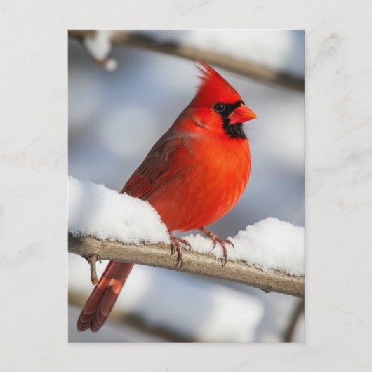 Northern Cardinal Briefkaart (Voorkant)