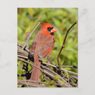 Northern Cardinal In Michigan Briefkaart