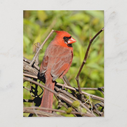 Northern Cardinal In Michigan Briefkaart (Voorkant)