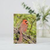 Northern Cardinal In Michigan Briefkaart (Staand voorkant)