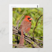 Northern Cardinal In Michigan Briefkaart (Voorkant / Achterkant)