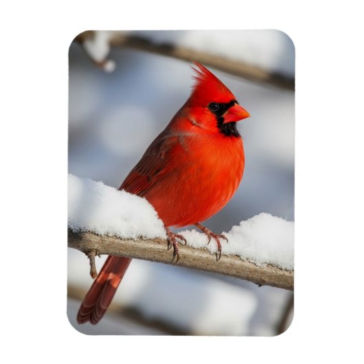 Northern Cardinal Magneet (Verticaal)