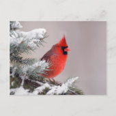 Northern Cardinal Perched In A Tree Briefkaart (Voorkant)