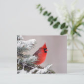 Northern Cardinal Perched In A Tree Briefkaart (Staand voorkant)
