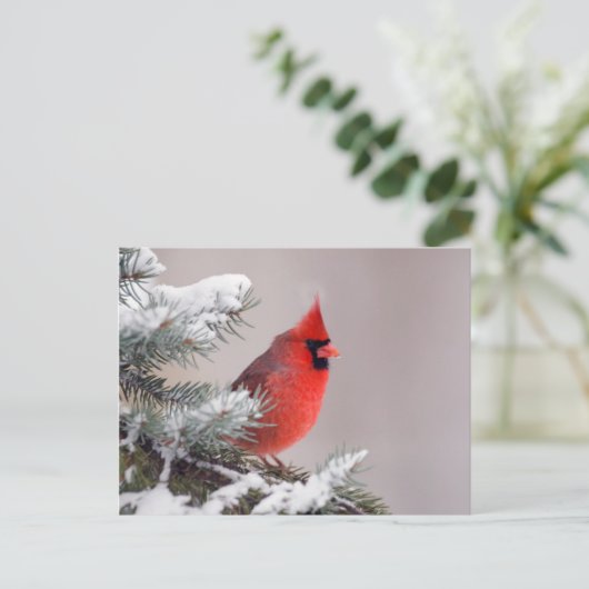 Northern Cardinal Perched In A Tree Briefkaart (Staand voorkant)
