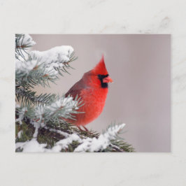 Northern Cardinal Perched In A Tree Briefkaart