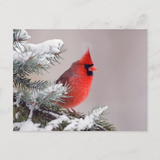 Northern Cardinal Perched In A Tree Briefkaart (Voorkant)
