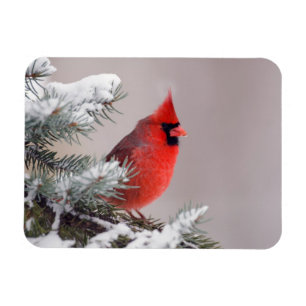 Northern Cardinal Perched In A Tree Magneet