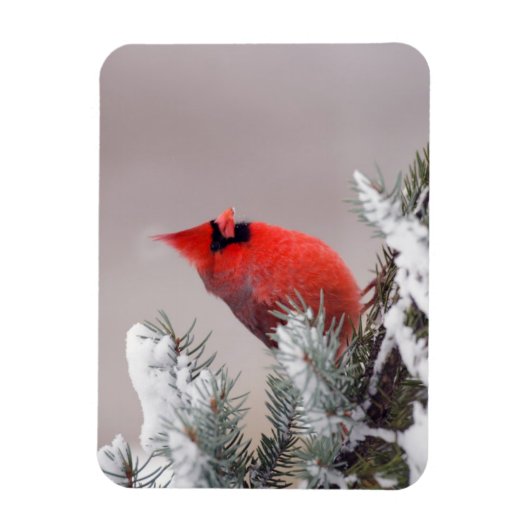 Northern Cardinal Perched In A Tree Magneet (Verticaal)