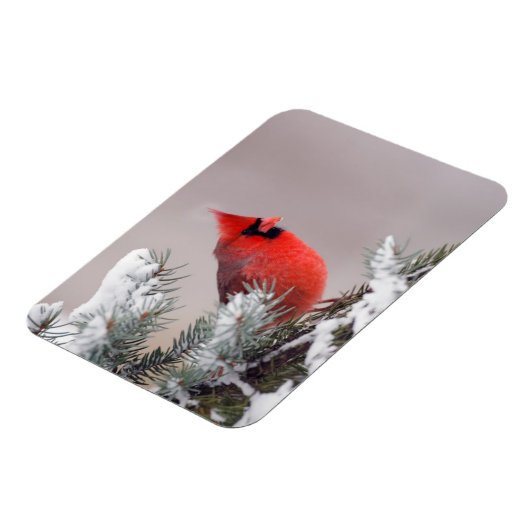 Northern Cardinal Perched In A Tree Magneet (Linkerzijde)