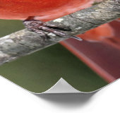 Northern Cardinal Photograph Poster (Hoek)