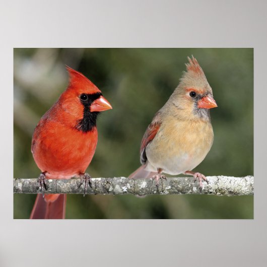 Northern Cardinal Photograph Poster (Voorkant)