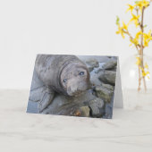 Northern Elephant Seal kaart (Gele Bloem)