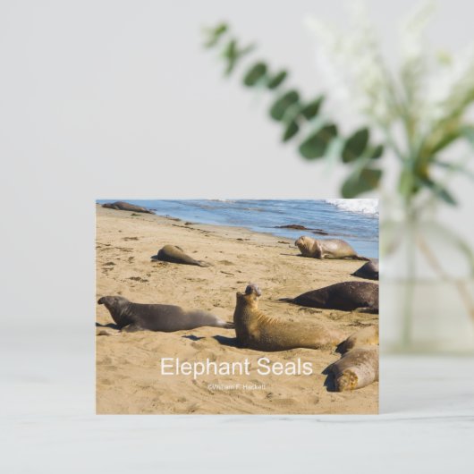Northern Elephant Seal Nederland Producten Briefkaart (Staand voorkant)