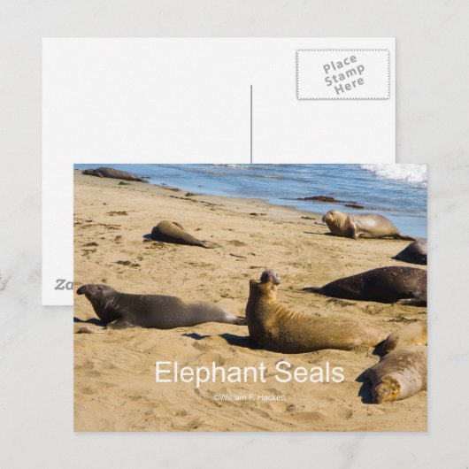 Northern Elephant Seal Nederland Producten Briefkaart (Voorkant / Achterkant)