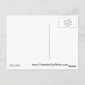 Northern Elephant Seal Nederland Producten Briefkaart (Achterkant)