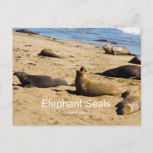 Northern Elephant Seal Nederland Producten Briefkaart (Voorkant)