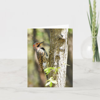 Northern Flicker #1 - Blank Note Card Kaart