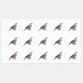 Northern flicker bird cartoon illustration labels (Vel)