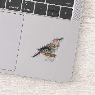 Northern flicker bird cartoon illustration sticker